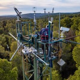 L'afforestation ou l'énergie solaire : quelle est la meilleure solution ?