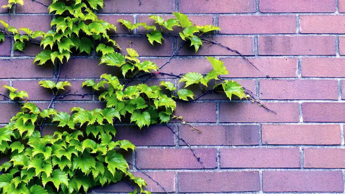 Mandy, le bras robotique qui imite les plantes grimpantes