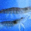Des nanobulles pour augmenter le rendement dans l'agriculture et l'aquaculture