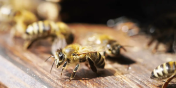 Les ruches mal isolées pourraient causer un stress thermique aux abeilles