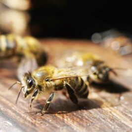 Les ruches mal isolées pourraient causer un stress thermique aux abeilles