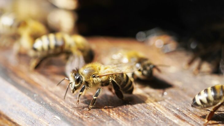 Les ruches mal isolées pourraient causer un stress thermique aux abeilles