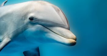 Les dauphins à gros nez détectent-ils les champs électriques ?