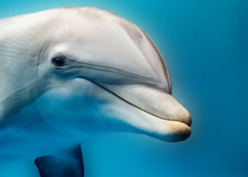 Les dauphins à gros nez détectent-ils les champs électriques ?