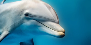 Les dauphins à gros nez détectent-ils les champs électriques ?