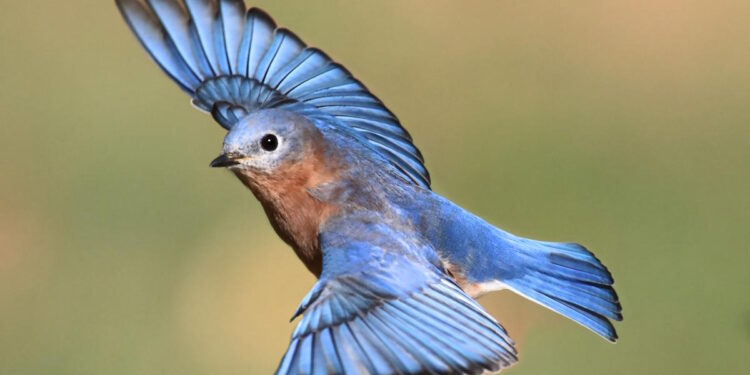 Un matériau inspiré par les plumes du merle bleu pourrait prolonger la durée des batteries