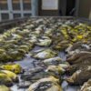 Près de 1 000 oiseaux tués par la pollution lumineuse à Chicago