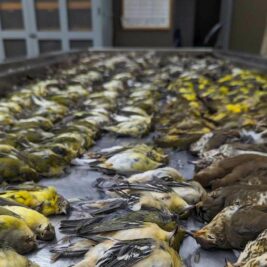 Près de 1 000 oiseaux tués par la pollution lumineuse à Chicago