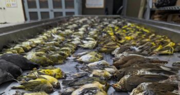 Près de 1 000 oiseaux tués par la pollution lumineuse à Chicago