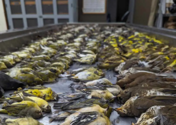 Près de 1 000 oiseaux tués par la pollution lumineuse à Chicago