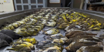 Près de 1 000 oiseaux tués par la pollution lumineuse à Chicago
