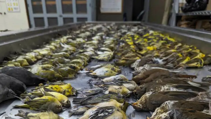 Près de 1 000 oiseaux tués par la pollution lumineuse à Chicago