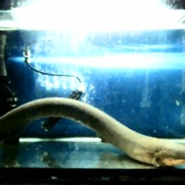 Les anguilles électriques, une source d'énergie pour la modification génétique ?