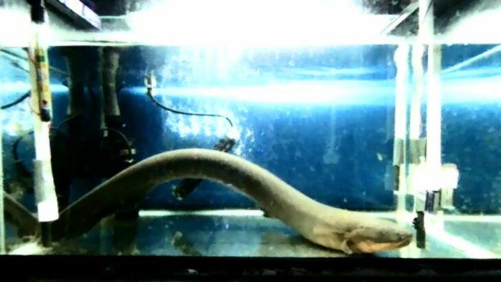 Les anguilles électriques, une source d'énergie pour la modification génétique ?