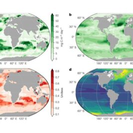 La 'neige marine', un phénomène crucial pour le stockage du carbone