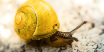 Un robot escargot pour aspirer les microplastiques des océans
