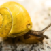 Un robot escargot pour aspirer les microplastiques des océans