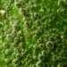 La 6mA, une clé pour augmenter la production de biocarburants
