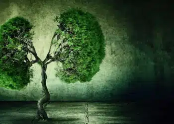 Les arbres contre l'asphalte : un combat pour le futur de nos villes