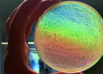 Des bactéries qui mangent du plastique : un espoir pour notre planète ?