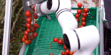 Robot cueilleur : une solution innovante pour l'agriculture en serre