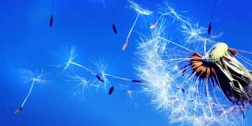 Pourquoi le pollen reste un frein à l'énergie solaire ?