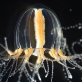La régénération des tentacules chez les méduses : une énigme résolue