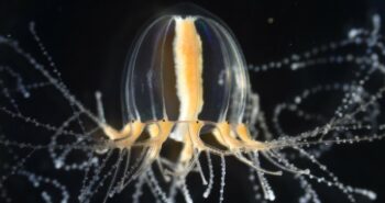La régénération des tentacules chez les méduses : une énigme résolue