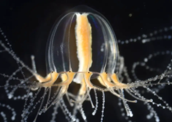 La régénération des tentacules chez les méduses : une énigme résolue