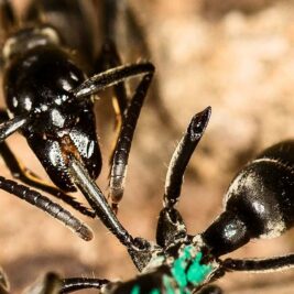 Les fourmis guérisseuses : Un phénomène naturel stupéfiant