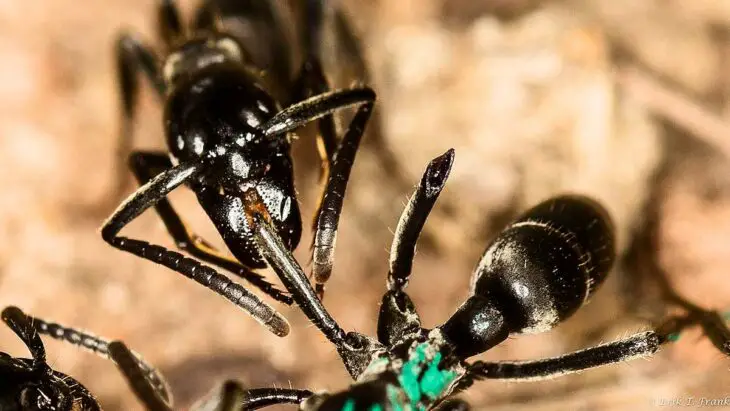 Les fourmis guérisseuses : Un phénomène naturel stupéfiant