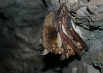 Les éoliennes, une menace pour les chauves-souris forestières
