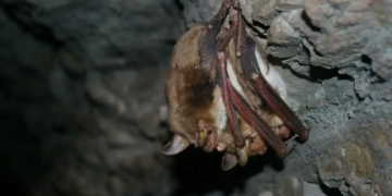 Les éoliennes, une menace pour les chauves-souris forestières