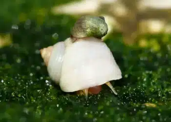 Les escargots marins éclairent le chemin de l'évolution