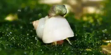 Les escargots marins éclairent le chemin de l'évolution