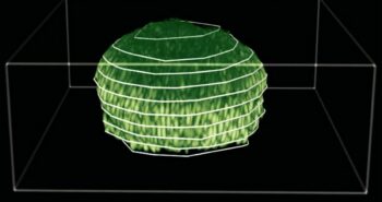 Les biofilms dévoilent leur structure en 3 dimensions