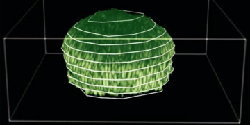 Les biofilms dévoilent leur structure en 3 dimensions