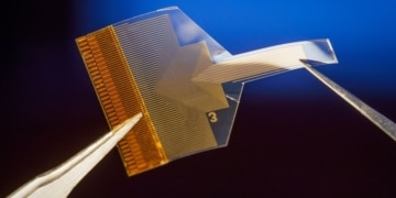 Un implant cérébral transparent peut lire l'activité neuronale profonde à partir de la surface