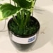Les plantes artificielles du 21ème siècle : des générateurs d'énergie renouvelable