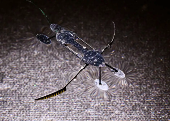 Des micro-robots insectoïdes : les plus petits, les plus légers et les plus rapides jamais créés