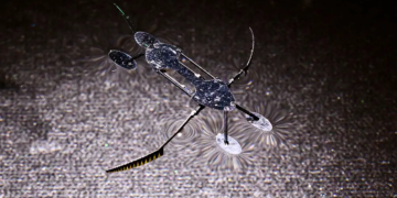 Des micro-robots insectoïdes : les plus petits, les plus légers et les plus rapides jamais créés