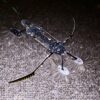 Des micro-robots insectoïdes : les plus petits, les plus légers et les plus rapides jamais créés