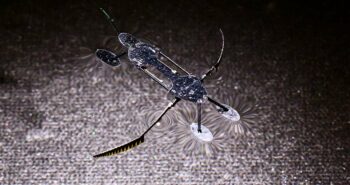 Des micro-robots insectoïdes : les plus petits, les plus légers et les plus rapides jamais créés