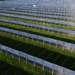Agriculture et panneaux solaires verticaux : le mariage du siècle ?