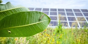 Quand les panneaux solaires deviennent des refuges pour les insectes