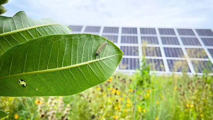 Quand les panneaux solaires deviennent des refuges pour les insectes