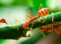 Énergie renouvelable : les fourmis ont leur mot à dire