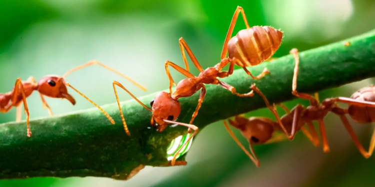 Énergie renouvelable : les fourmis ont leur mot à dire