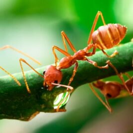 Énergie renouvelable : les fourmis ont leur mot à dire