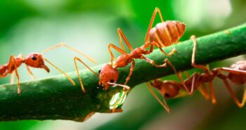 Énergie renouvelable : les fourmis ont leur mot à dire